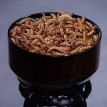 Tube Grub